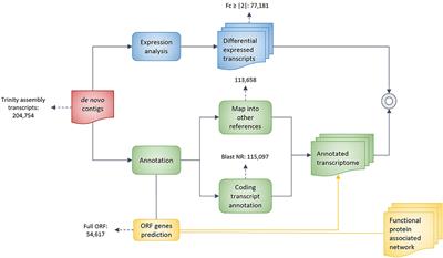 RNAseq, transcriptome analysis and identification of DEGs involved in development and ripening of Fragaria chiloensis fruit